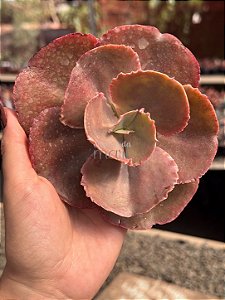 Echeveria bittersweet