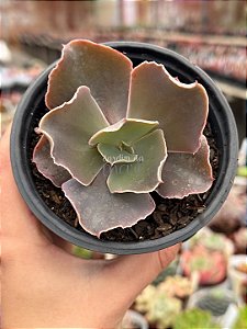 Echeveria delphinus