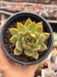 Echeveria pink dragon