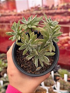 Aeonium ballerina