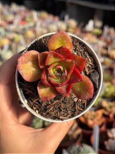 Echeveria salsa verde