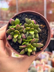 Anacampseros rufescens variegata