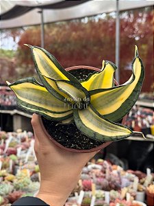 Sansevieria trifasciata twisted