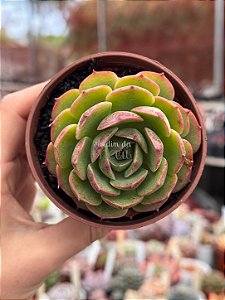 Echeveria fresca