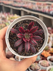 Aeonium black magic