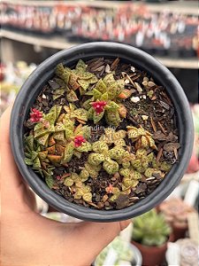 Crassula exilis ssp picturata