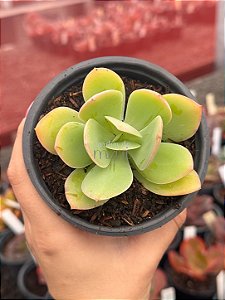 Echeveria hakuhou