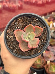Echeveria tornado variegata