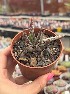 Adromischus marianae