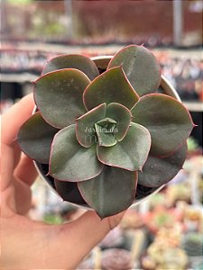 Echeveria minigozaong reversa