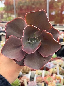 Echeveria híbrida M31