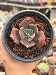 Echeveria naomi