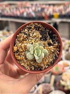 Echeveria bubble variegata