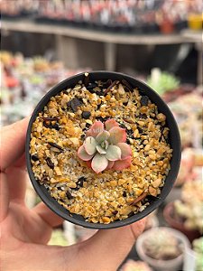 Echeveria pink harin variegata
