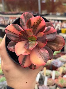 Echeveria prima donna variegata