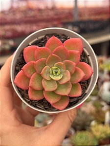Echeveria nobile