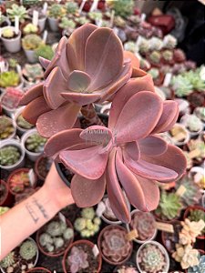 Pachyveria opal moon (bonsai)