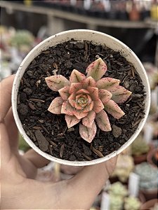 Aeonium sweet tea (02)