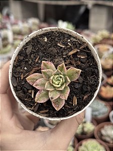 Aeonium sweet tea (03)