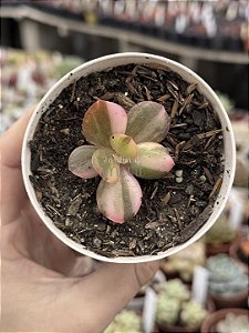 Echeveria prima donna variegata p
