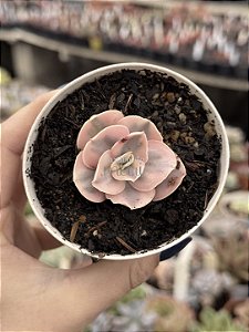 Echeveria suyon áurea