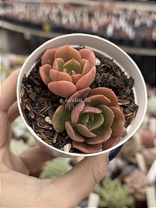 Echeveria multicaulis