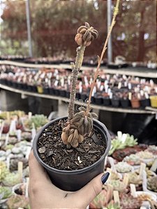 Peperomia asperula