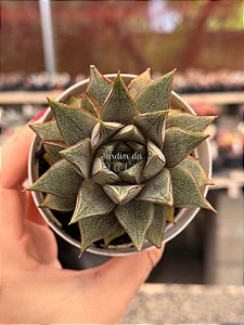 Echeveria purpusorum white