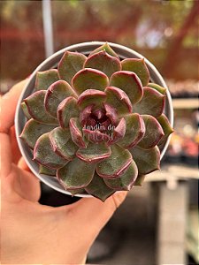 Echeveria blue berry
