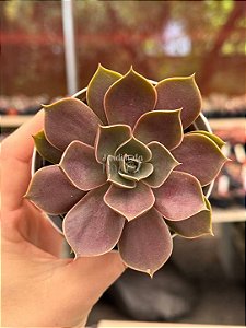Echeveria red light