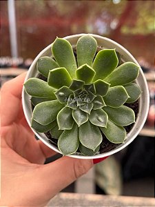Echeveria lilly drops (novidade)