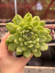 Echeveria ice angel variegata