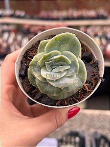 Graptoveria lovely rose variegata