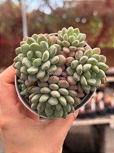 Echeveria little red edge