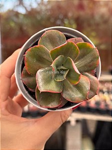 Echeveria mini guqin variegata