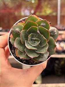 Echeveria meteor shower
