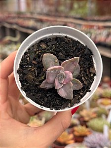 Graptoveria bainesii variegata