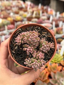 Echeveria querencia