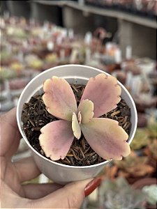 Kalanchoe fedtschenkoi variegata