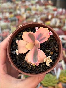 Kalanchoe fedtschenkoi variegata