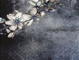 Fundo fotográfico em tecido Flores cinza