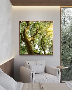 Quadro Quadrado Árvores e Céu de Floresta Folhas Sol Canvas Com Moldura