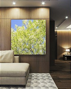 Quadro Quadrado Árvore Acácia-branca Céu Azul Natureza Canvas Moldura