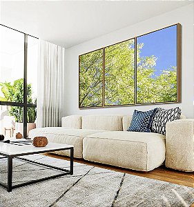 Trio de Quadros Árvore Acácia-branca Céu Azul Natureza Canvas Moldura