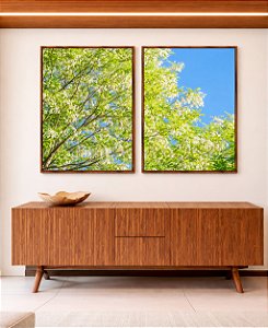 Duo de Quadros Árvore Acácia-branca Céu Azul Natureza Canvas Moldura