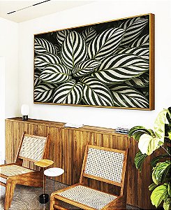 Quadro Horizontal Planta Calatheas Folhas Natureza Canvas Moldura