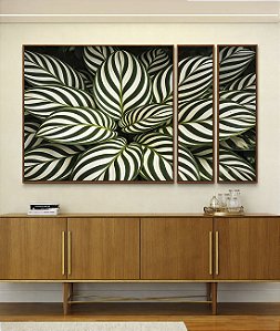 Trio de Quadros Estilizados Planta Calatheas Folhas Natureza Canvas Moldura