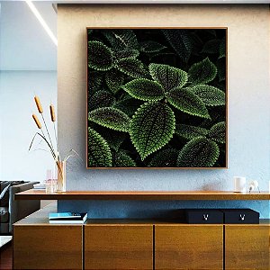 Quadro Quadrado Pilea Planta da Amizade Folhas Verdes Natureza Canvas Moldura