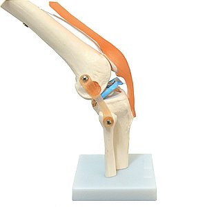 Articulação Do Joelho Com Os Ligamentos Anatomic