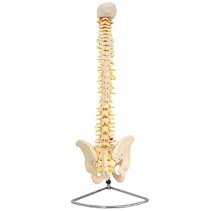 Coluna Vertebral Tamanho Natural 70cm Flexível